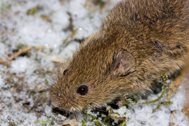 istock The common vole (Microtus arvalis) in a natural habitat 1418846791