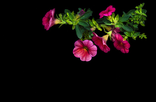 Pink Petunia with lush green leaves, isolated, black background, negative space, text space