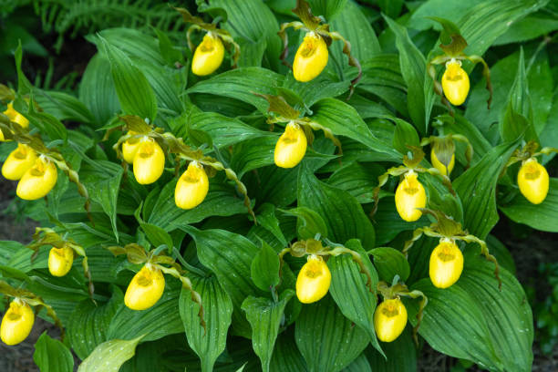 beautiful orchid flowers of yellow color. lady's-slipper  hybrids. - ladyslipper imagens e fotografias de stock