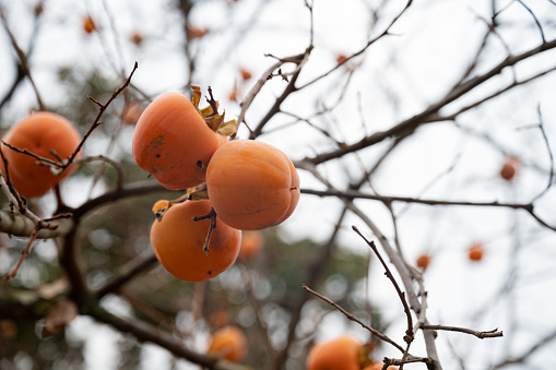 View from below of a ripening orange persimmons growing on an autumn tree.