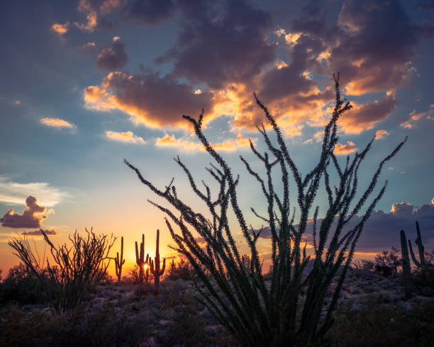 Sonoran desert sunset through ocotillo and Saguaro cactus silhouette