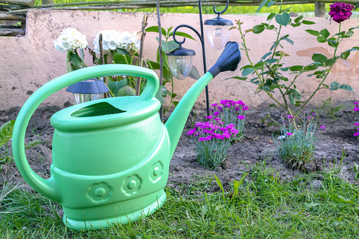 flowers and green watering can in grass in garden outdoor at summer, working process.