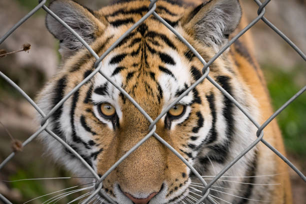 istock Tiger caught behind a fence 1418851433
