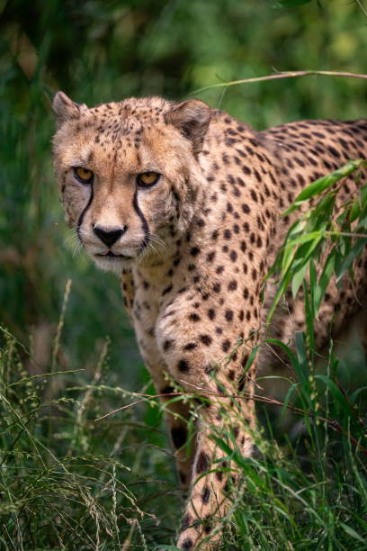istock Cheetah walking in tall grass and looking towards camera 1418851452