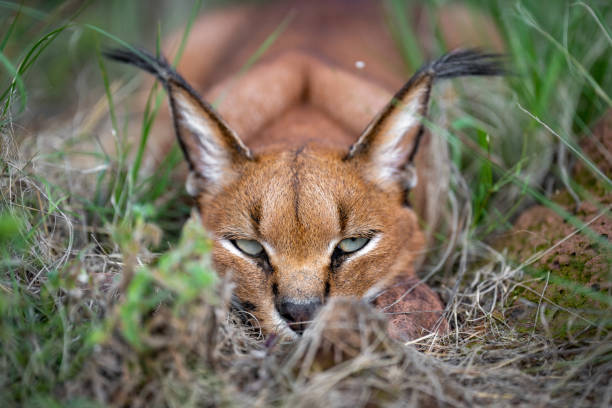 istock Caracal cat lying in the grass 1418851488