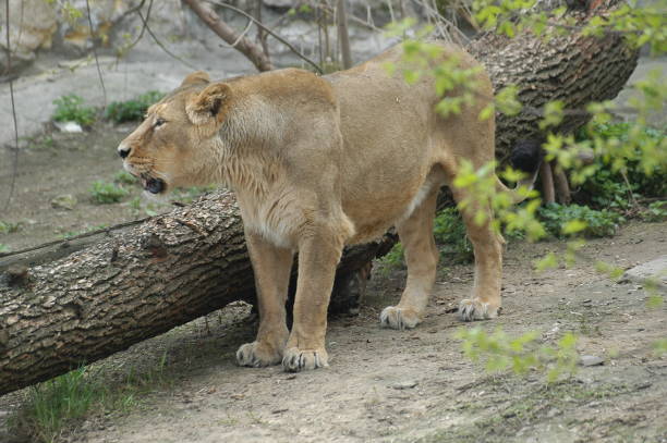 istock The lioness hid before the hunt 1418851548