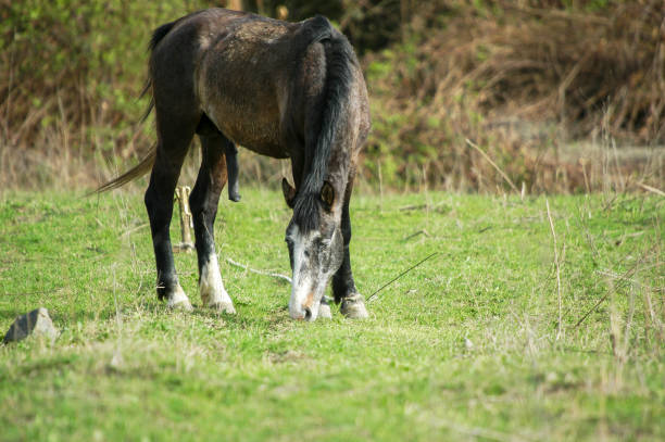 istock A large horse with a large thick appliance is ready for mating 1418851563