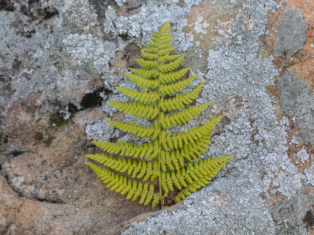 istock Fern leaf on gray stone background, greenery branch 1418852375