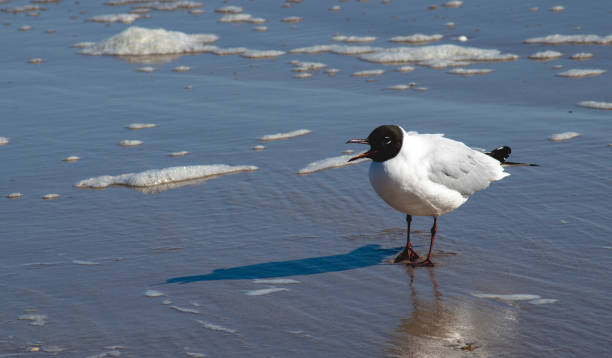 möwe am strand der ostsee - sand dune stock-fotos und bilder