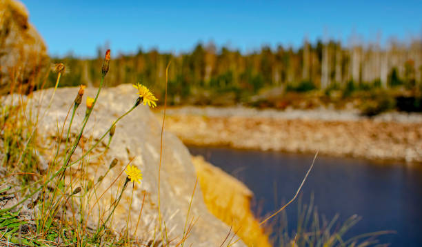 gelbe blumen am rande eines stausees - treelined forest at the edge of scenics stock-fotos und bilder