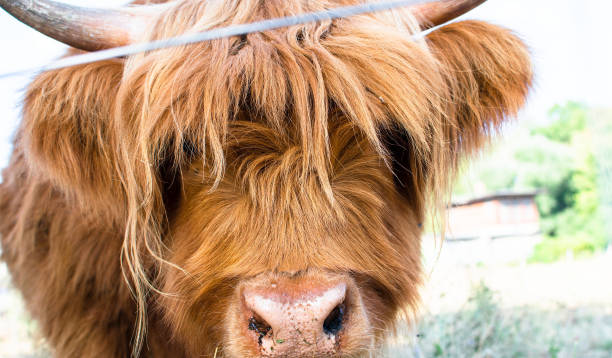 istock close up of beautiful cow 1418853401