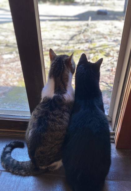 istock Two cats side by side looking out door 1418853962