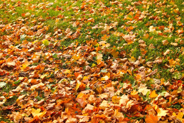 istock Defocus autumn leaves background. Pathway through the autumn forest.  Autumn fall leaves on floor. Autumn background. Copy space. Fall design. Green grass. Out of focus 1418854593
