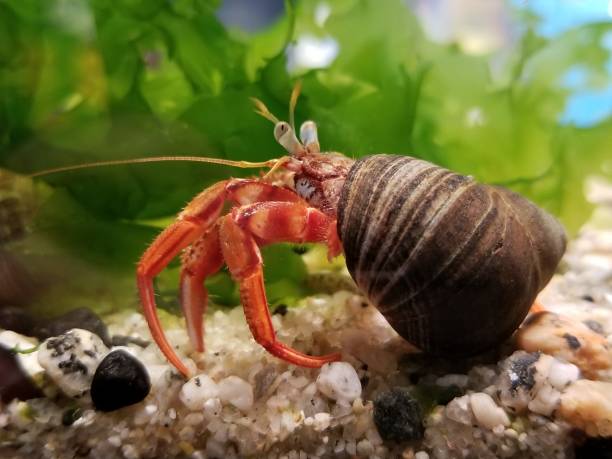 Hermit Crab in Aquarium stock photo