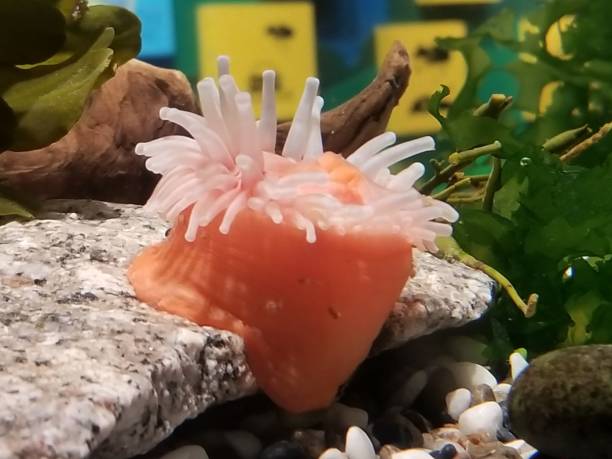 Perched Sea Anemone stock photo