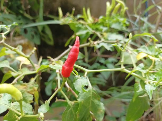 istock Beautiful Red Cayenne Pepper 1418859780