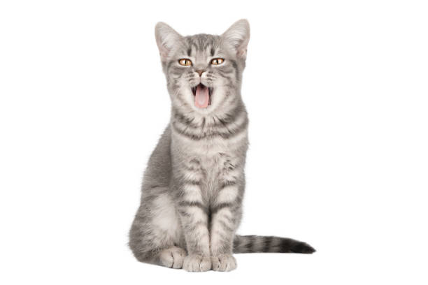 striped gray kitten sits and meows isolated