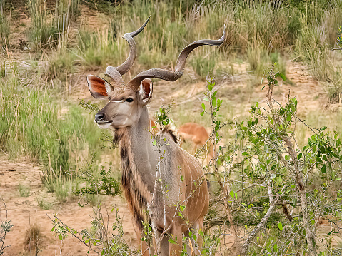 The greater kudu (Tragelaphus strepsiceros) foraging in the savannah. South Africa.