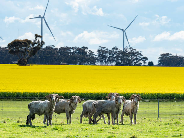 Sheep in front of canola fields and wind turbines stock photo