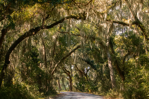 dirt road framed by trees with dense spanish moss, Jeckyll Island, GA