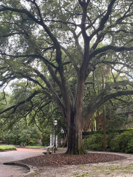 istock Southern Live Oak Tree - Charleston, SC 1418876146