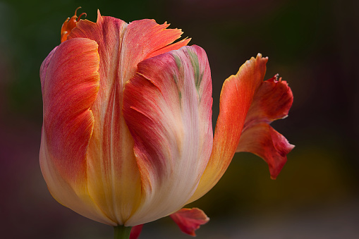 Red flower of the tulip in sunny weather, close-up on a blurred background