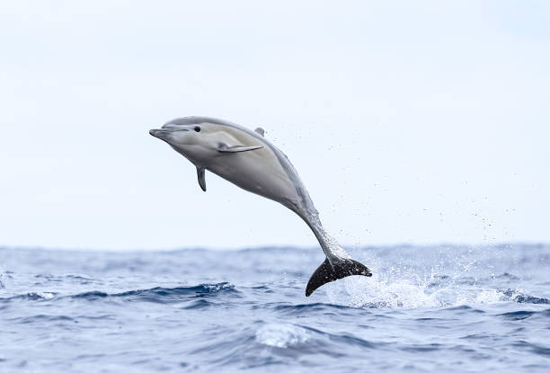 Dolphin Jumping stock photo