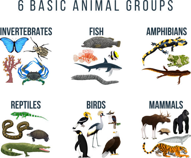 기본 동물 그룹 및 생물 교육 동물학 계획 (무척추 동물, 물고기, 양서류, 파충류, 새, 포유류) - zoology stock illustrations