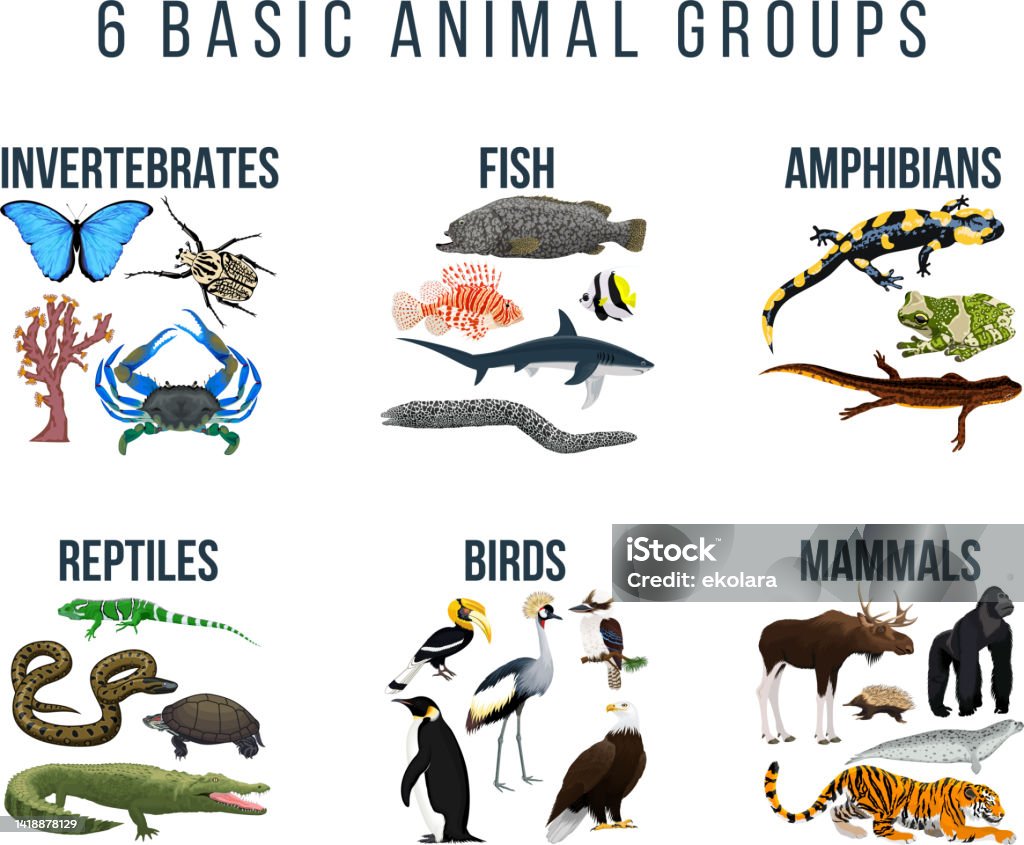 Basic Animal Groups And Biological Educational Zoology Scheme Stock
