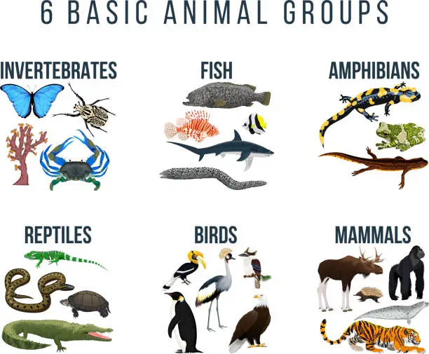 Vector illustration of Basic animal groups and biological educational zoology scheme ( invertebrates, fish, amphibians, reptiles, birds, mammals)