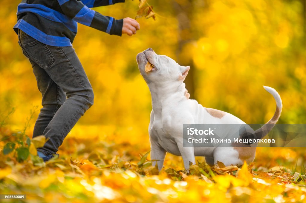 Dog formidable appearance, good-natured character plays child in autumn park Dog with powerful torso good-natured face plays cheerfully with child in autumn park. American bull good-naturedly playing with boy on street. Child, companion pet play yellow autumn leaves in forest Child Stock Photo