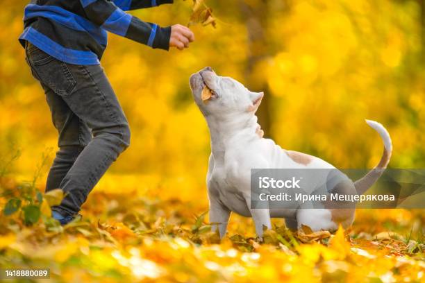 Dog Formidable Appearance Goodnatured Character Plays Child In Autumn Park Stock Photo - Download Image Now