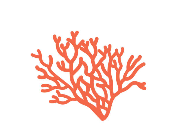 Underwater Coral Plant Branch, Isolated Sea Reef Object With Outgrowths. Undersea Tropic Water Life, Ocean Marine Flora Underwater Coral Plant Branch, Isolated Sea Reef Object With Outgrowths. Undersea Tropical Water Life, Ocean Coral Marine Flora, Biodiversity, Vegetation Design Element. Cartoon Vector Illustration coral cnidarian stock illustrations