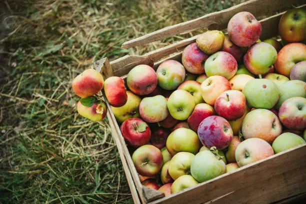 Photo of Fresh apples  in a basket.