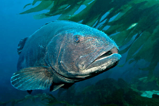 istock Giant Black Seabass in California 1418883216