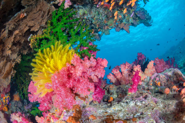 istock Underwater Reef in Fiji 1418883300