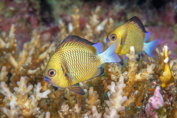 istock Damselfish in coral 1418883386