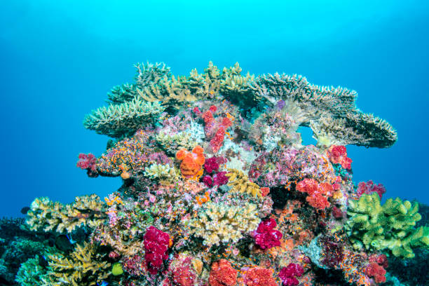 istock Underwater Reef in Fiji 1418883422