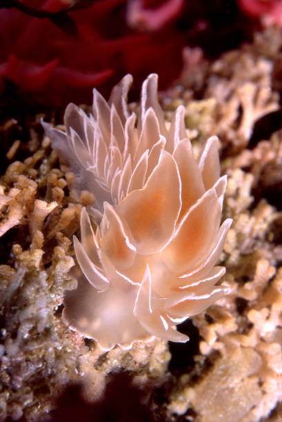 alabastro nudibranco - nudibranch foto e immagini stock