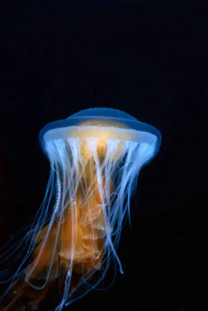 Backlit jellyfish with stinging tenables pulsates through the water during nighttime.