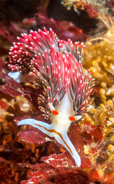 aeolid ubderwater en californie - nudibranch photos et images de collection