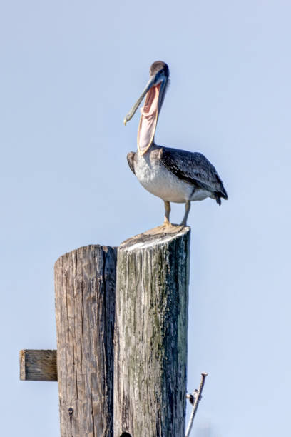istock juvenile brown pelican perched on a piling, Point Roberts, WA, USA 1418884706