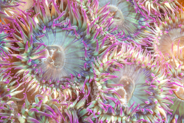 istock Cluster of Aggregate Anemones 1418884772