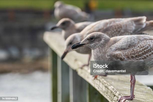 Seagull On A Pier Stock Photo - Download Image Now - Animal, Animal Body Part, Animal Themes