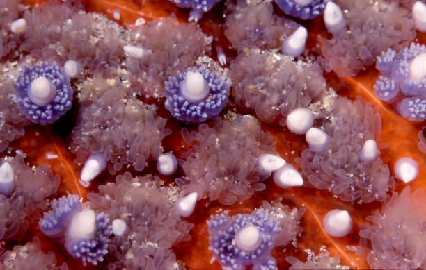 Body of underwater sunstar Close up of a beautiful sunflower sea star shows the white bumps that are actually pincers to catch food. sunflower star stock pictures, royalty-free photos & images