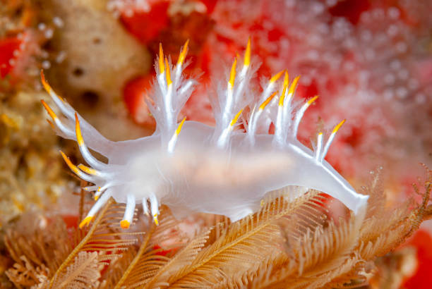 dendronotus blanc nudibranche en californie - nudibranch photos et images de collection