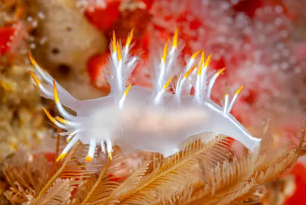 A beautiful white and orange white dendronotus nudibranch crawls on a bed of hydroids while feeding.
