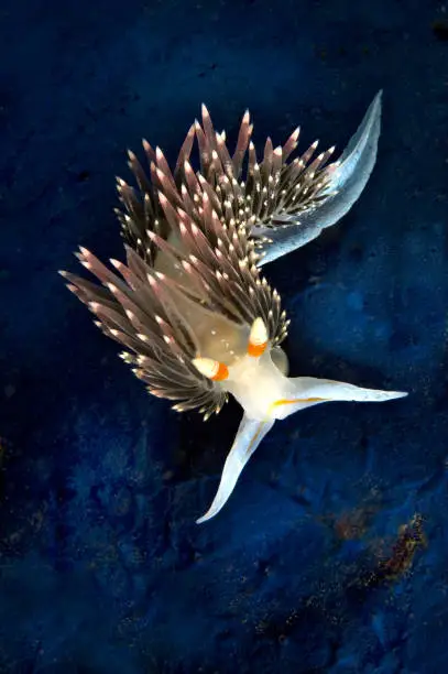 A pugnacious aeolid nudibranch crawls accross a blue sponge in California's Channel Islands