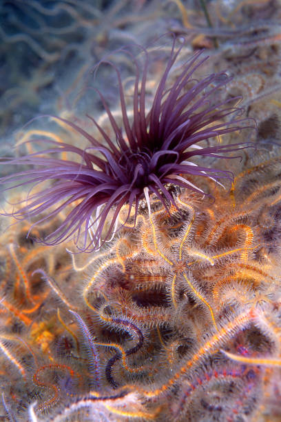 istock Sea anemone and brittle stars 1418885236