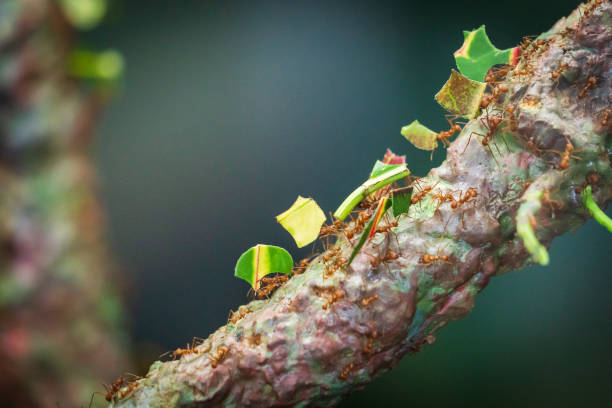 Leafcutter Ants stock photo